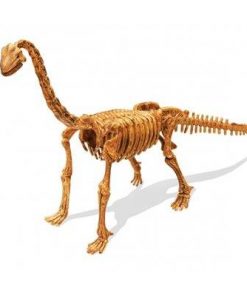 מודל שלד של דינוזאור