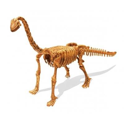 מודל שלד של דינוזאור