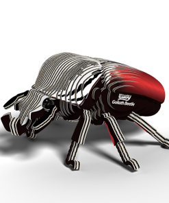 EUGY 111 Goliath Beetle 1